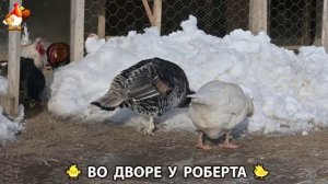 Содержание кур в домашних условиях и других птиц во дворе у Роберта 🐣🐤🦆🐔🪿🦃 (80)