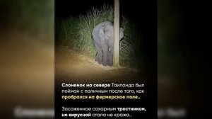 "Слонёнок пытается спрятаться".mp4