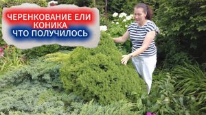 РЕЗУЛЬТАТ ЧЕРЕНКОВАНИЯ ЕЛИ КОНИКА - ЧТО ПОЛУЧИЛОСЬ. ПЕРЕСАДКА УКОРЕНЕННЫХ ЧЕРЕНКОВ В КОНТЕЙНЕР.
