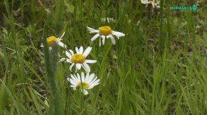 Норильские новости – 24.07.2025