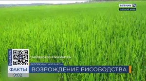 Рисоводство начали возрождать в Белореченском районе