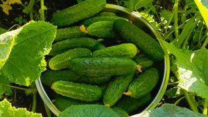 СПАСАЮ ОГУРЦЫ...ПОМИДОРЫ СУПЕР