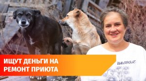 Как работает и выживает приют для бездомных животных в Башкирии?