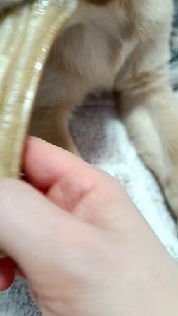 Сема и кость.mp4