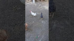 1000740472.mp4
