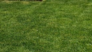 Газон из мятлика 100% Моменты . Вырезки.