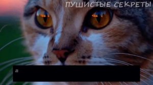 🔴 5 ТИХИХ СИГНАЛОВ, ЧТО КОШКА ПРОЩАЕТСЯ С ВАМИ НАВСЕГДА