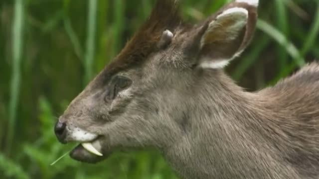 Редкие Клыкастые Олени. Олени Вампиры смотреть онлайн