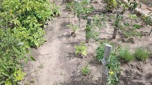 По грибы. Подготавливаем второй этаж. СЕМЬЯ НА ДАЧЕ #265