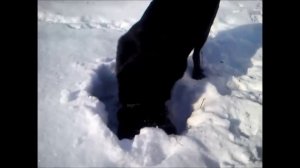 лесная сказка 15.02.2020