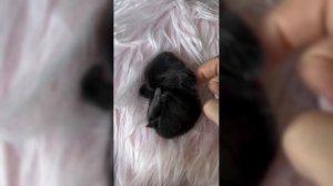 Милые животные