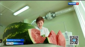 Сезон арбузов и дынь стартовал в Нижегородской области