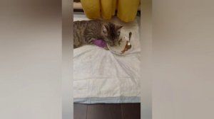 у нас трагедия. кот ,,людоед,, наш кит😭😭😭его погрызла овчарка😱