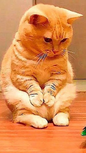 Я РЖАЛ ДО СЛЕЗ  😹 СМЕШНЫЕ КОШКИ И СОБАКИ ｜  СМЕШНЫЕ ЖИВОТНЫЕ 2025 приколы