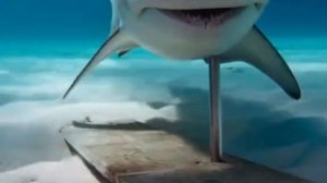 Акула-молот по мнению ИИ
