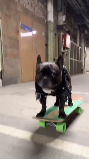 Крутой собакен на скейте начинает наш день 🐶❤️🥰😍