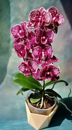 Phal. Lioulin Wild Cat peloric от садовника Son Ya 🌸 Второе цветение орхидеи бабочки Дикий Кот