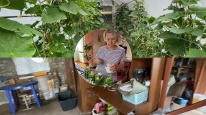Мы из СССР, любим ЗАПАСЫ. Закрутка Огурцов. Знакомые из ГЕРМАНИИ #Уютная Семейка