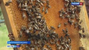 В этом году крымские фермеры планируют собрать более тысячи тонн мёда и побить прошлогодний рекорд