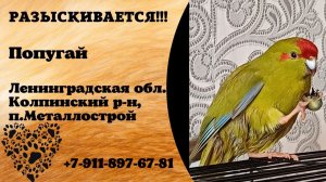 Пропал попугай! ПОПУГАЙ. Ленинградская обл., Колпинский р-н, п.Металлострой.