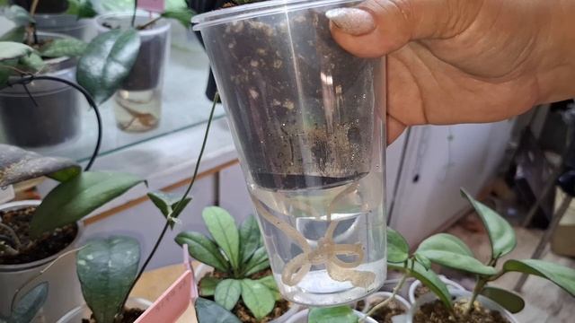 Обзор комнатных растений и полив 3 часть
