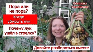КОГДА ВЫКАПЫВАТЬ ЛУК