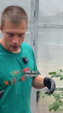 ТОМАТ ЖИРУЕТ: КАК ПОНЯТЬ, ЧТО ДЕЛАТЬ