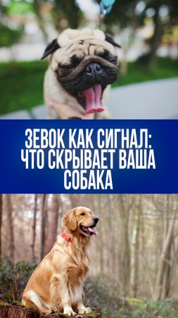 Зевает и мучается: чешские эксперты раскрыли неожиданный секрет собачьего поведения!