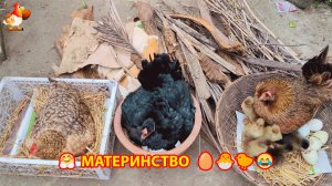 Три наседки заняты ответственным делом 🥚🐣🐤
