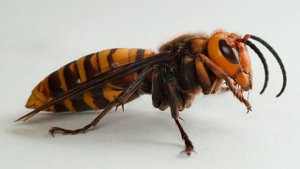 содержание ос и шершней в домашних условиях 🐝