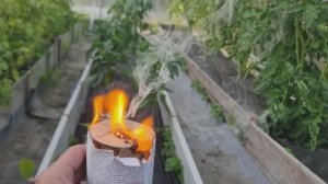 Табачная шашка - лечит и калечит.