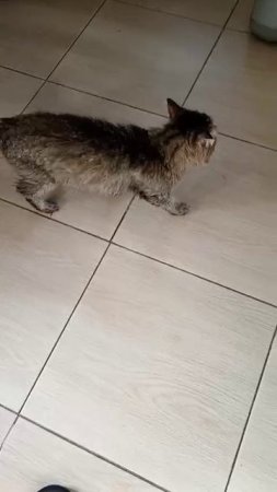 КОТ ДИМКА ЗНАКОМИТСЯ!