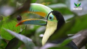 Зачем туканам такой большой клюв?