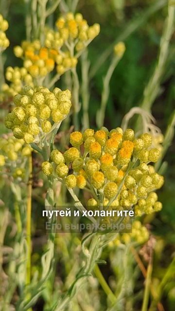 Бессмертник - от застоя в печени смотреть онлайн