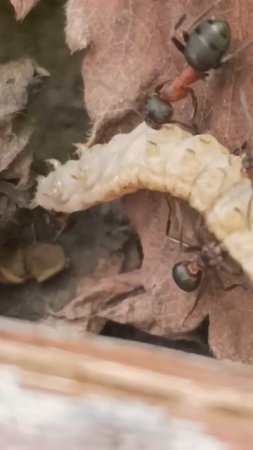 рыжие лесные муравьи вредители сада? #ants #сад #мураьвьи #formica  #rufa #polyctena