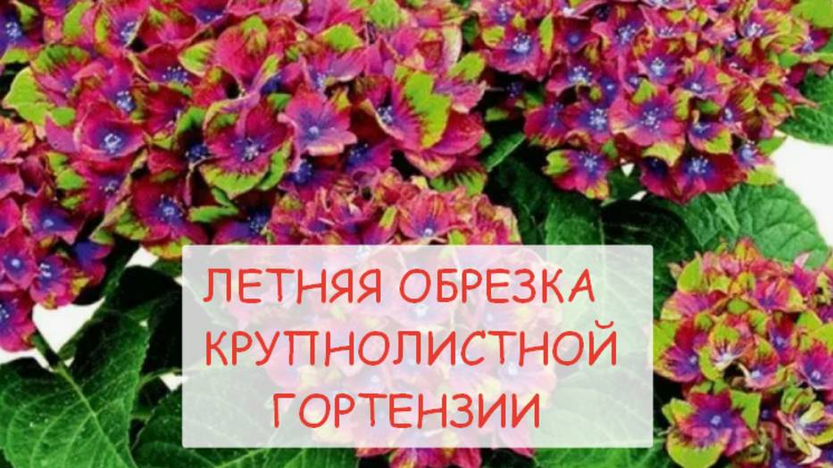 Летняя обрезка крупнолистной гортензии смотреть онлайн