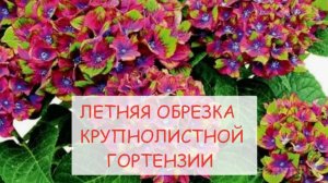 Летняя обрезка крупнолистной гортензии
