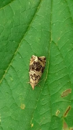 Листовёртка (Syricoris lacunana)