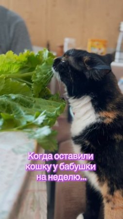 бабушки, такие бабушки… 😉🤭😀