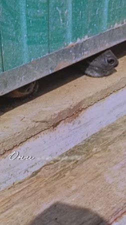 "В плену мечтаний" ❥ Приют в Малинках