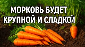 Подкормите морковь ЭТИМ в июле — и она вырастет сладкой, как мёд!