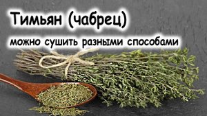 Чабрец (тимьян) сушат естественным способом или в электросушилке