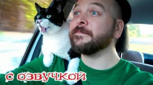Приколы с котами! С ОЗВУЧКОЙ! Смешные коты! САМЫЕ СМЕШНЫЕ ЖИВОТНЫЕ! Тест на психику!