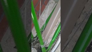 обзор легендарного велосипеда Салют
