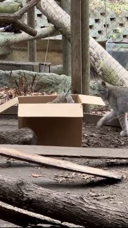 Лучший подарок для котов