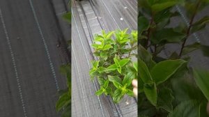 Обзор цветущих метельчатых гортензий! Часть 4.