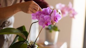 Уход за орхидеями. 🌺🌺🌺