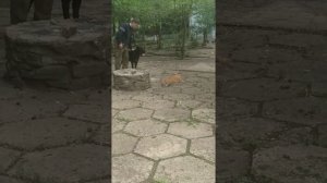 Оскар и коты
