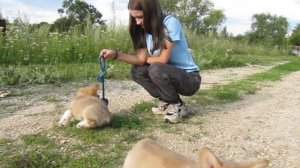 Щенки Вельш корги пемброк (пацаны )