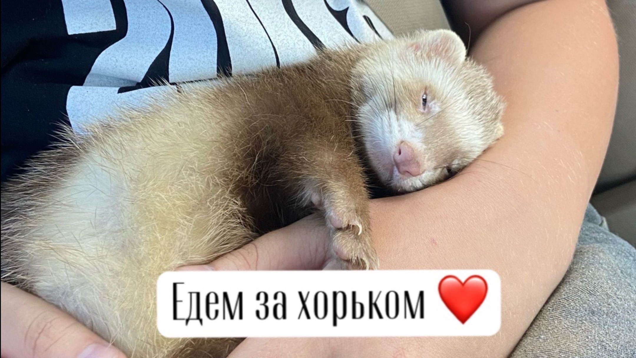 Едем в Балахну за хорьком 😄. 
Через Горьковское водохранилище или гореморе смотреть онлайн